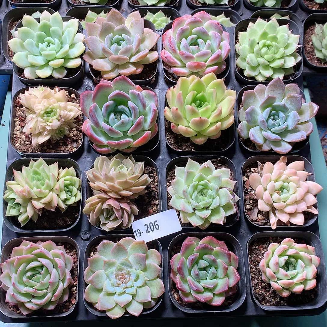 19-206一物一拍带盆16颗