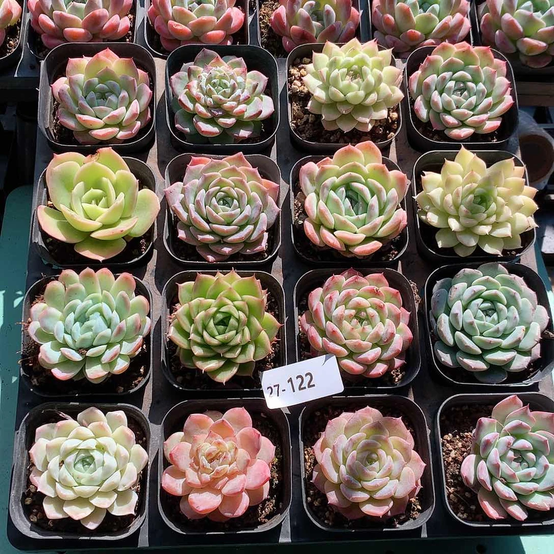 27-122一物一拍带盆16颗