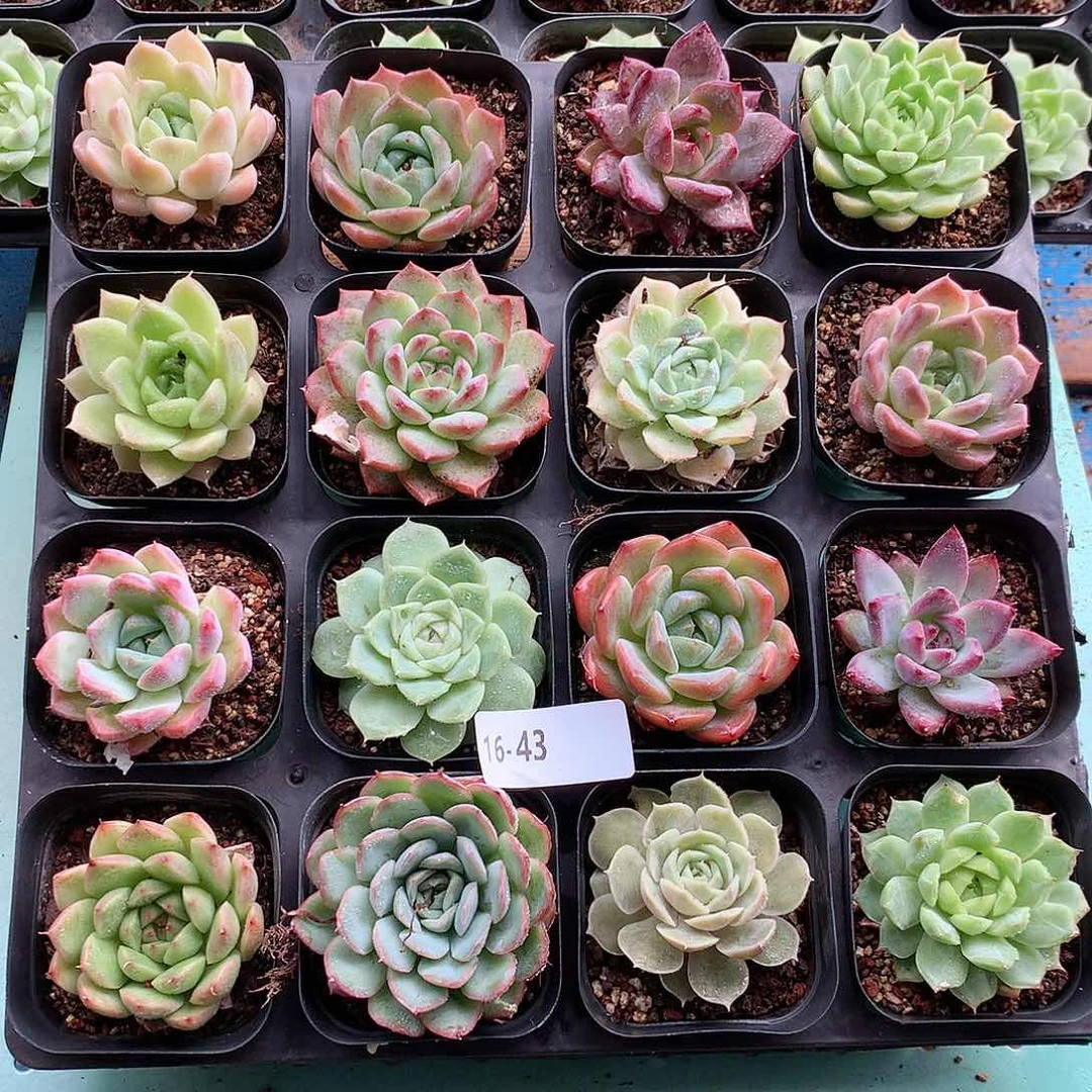 16-43一物一拍带盆土16颗