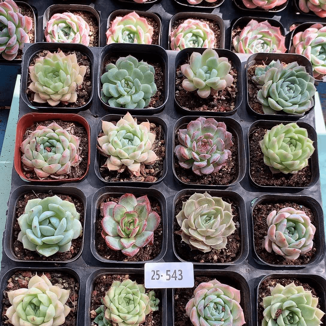 25-543一物一拍带盆16颗
