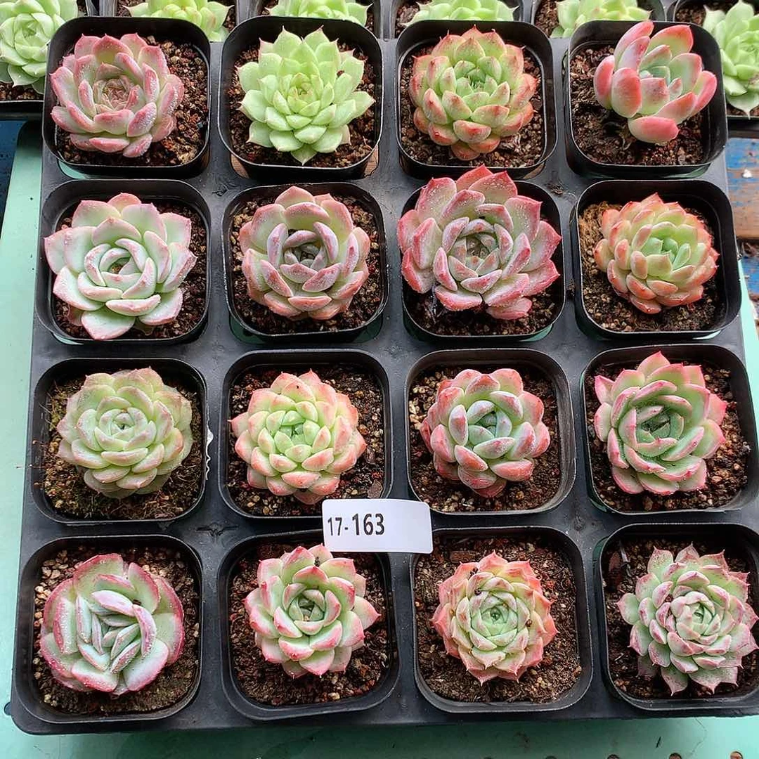 17–163一物一拍带盆16颗