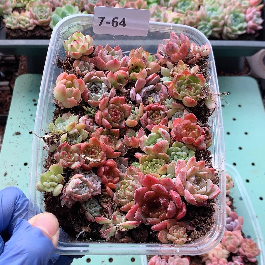 7-64一物一拍切糕