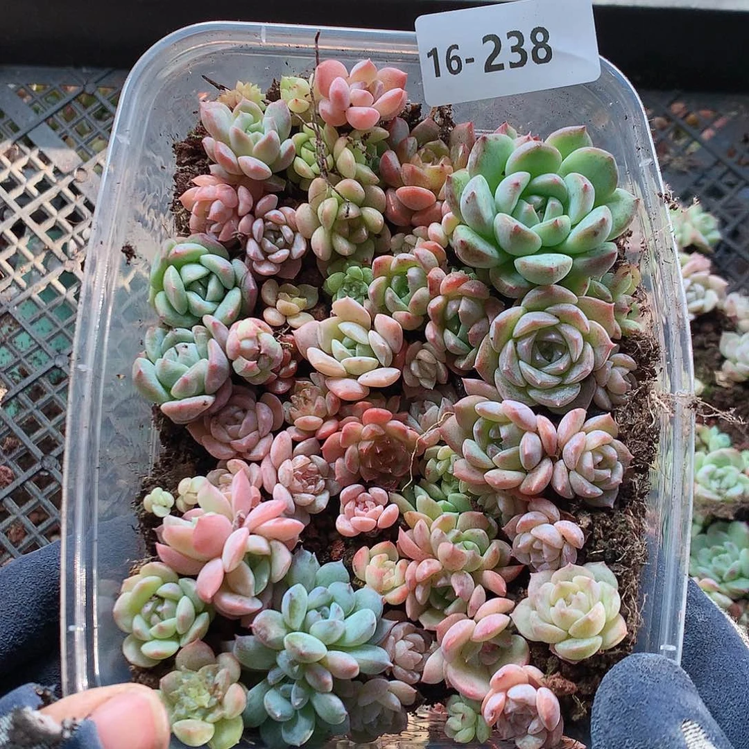 16-238一物一拍切糕