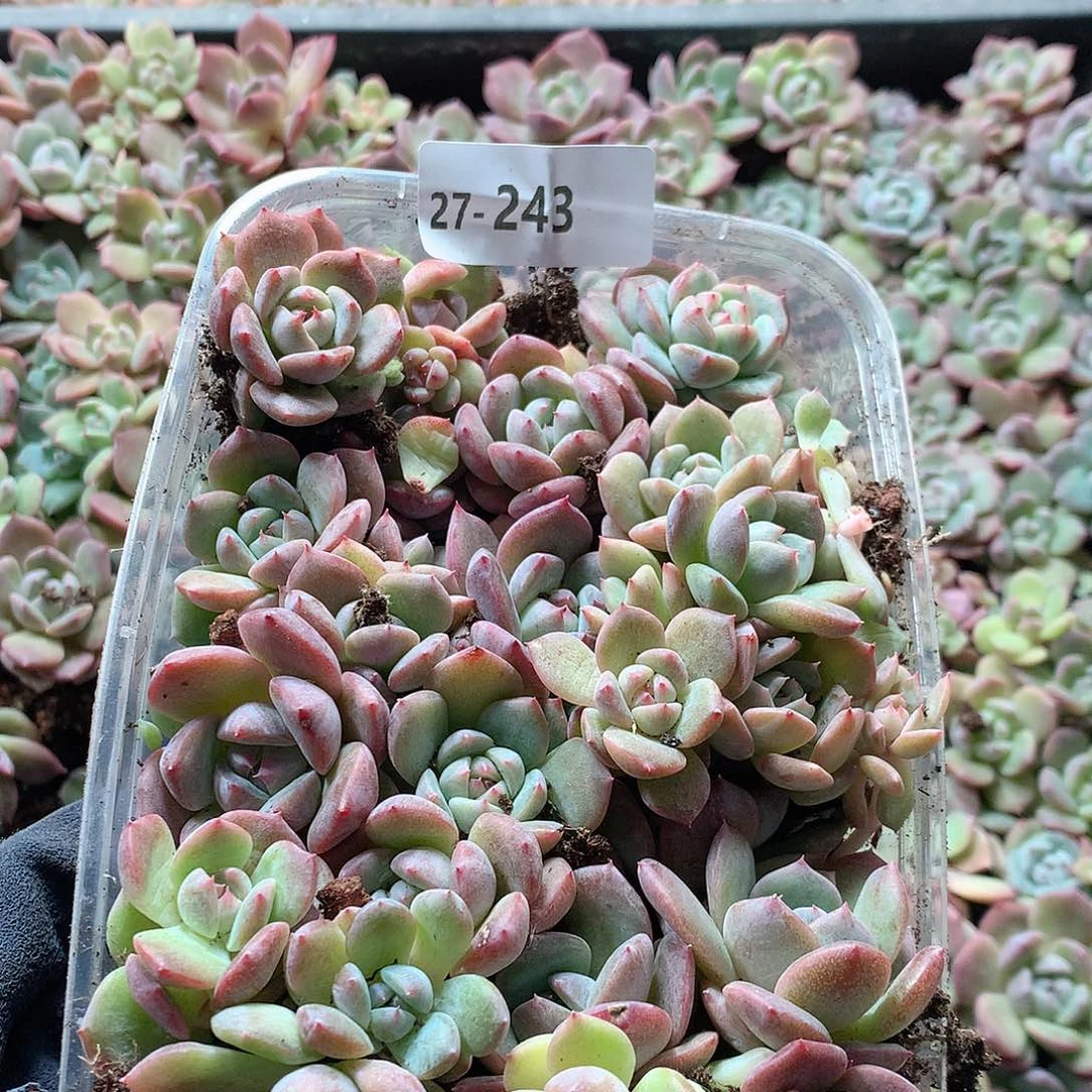 27–243一物一拍切糕