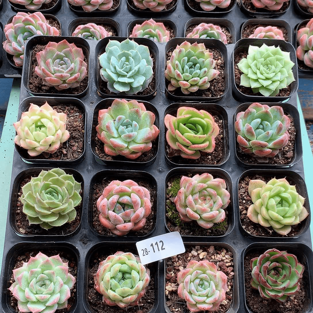 28-112一物一拍带盆16颗