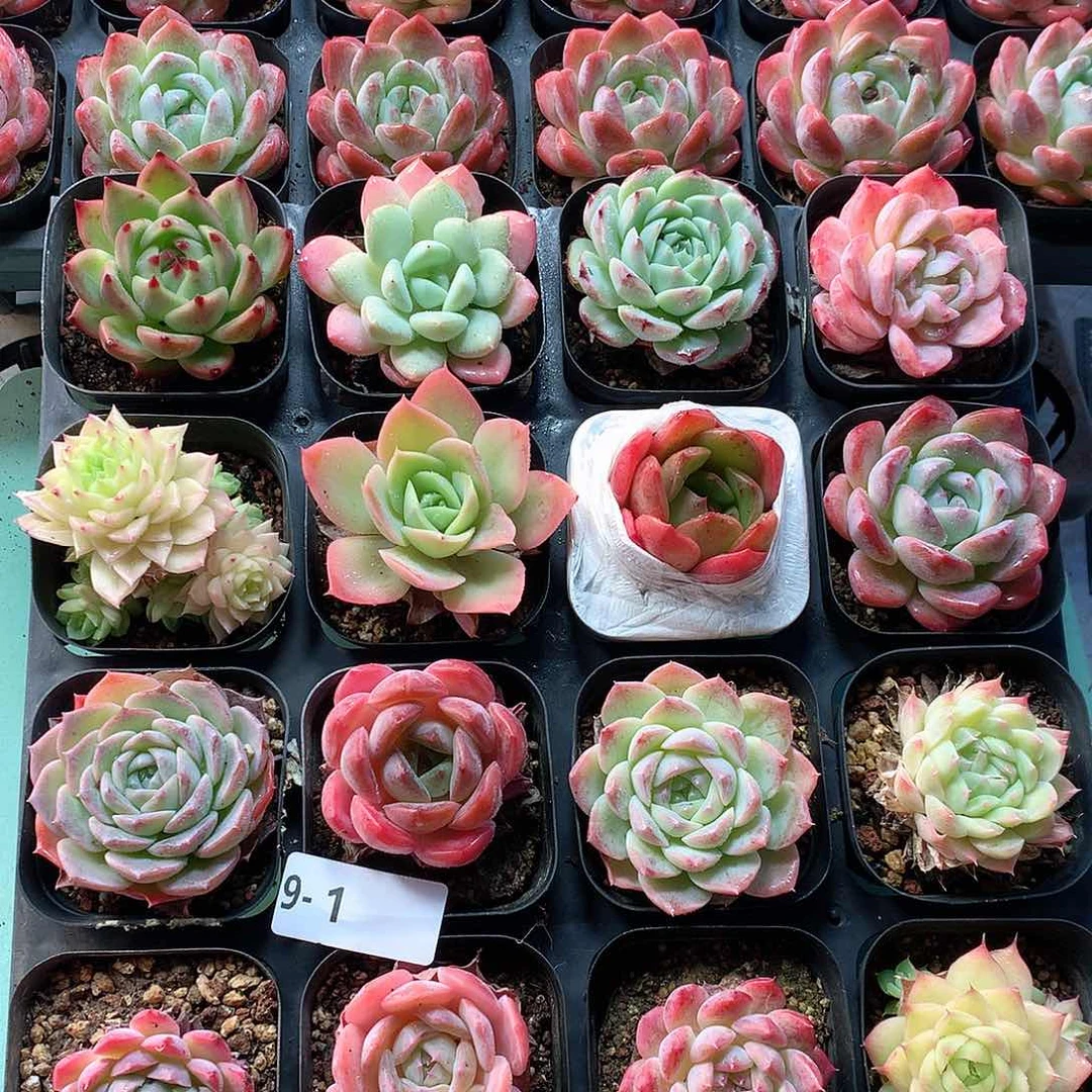 9-1一物一拍带盆16颗