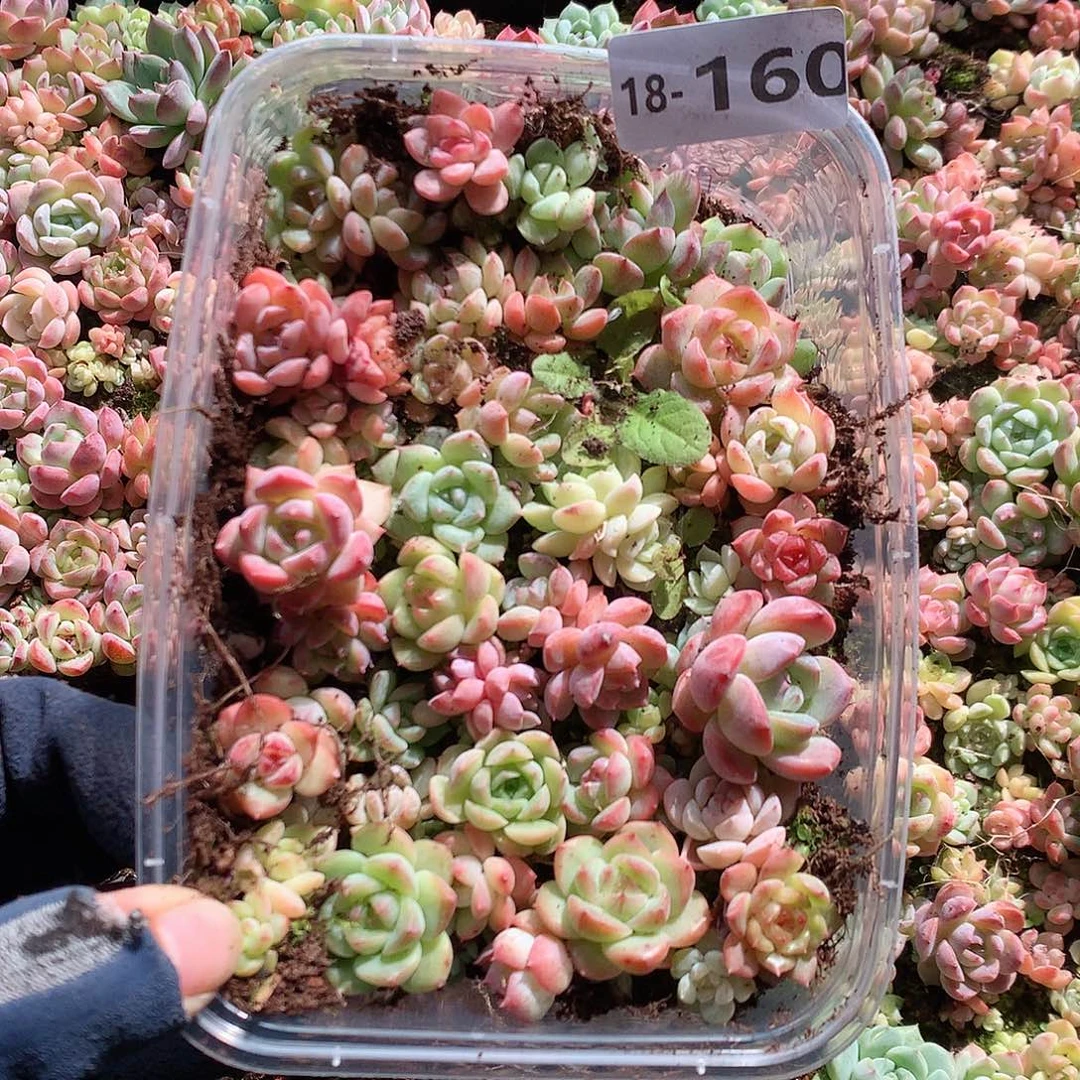 18-160一物一拍切糕