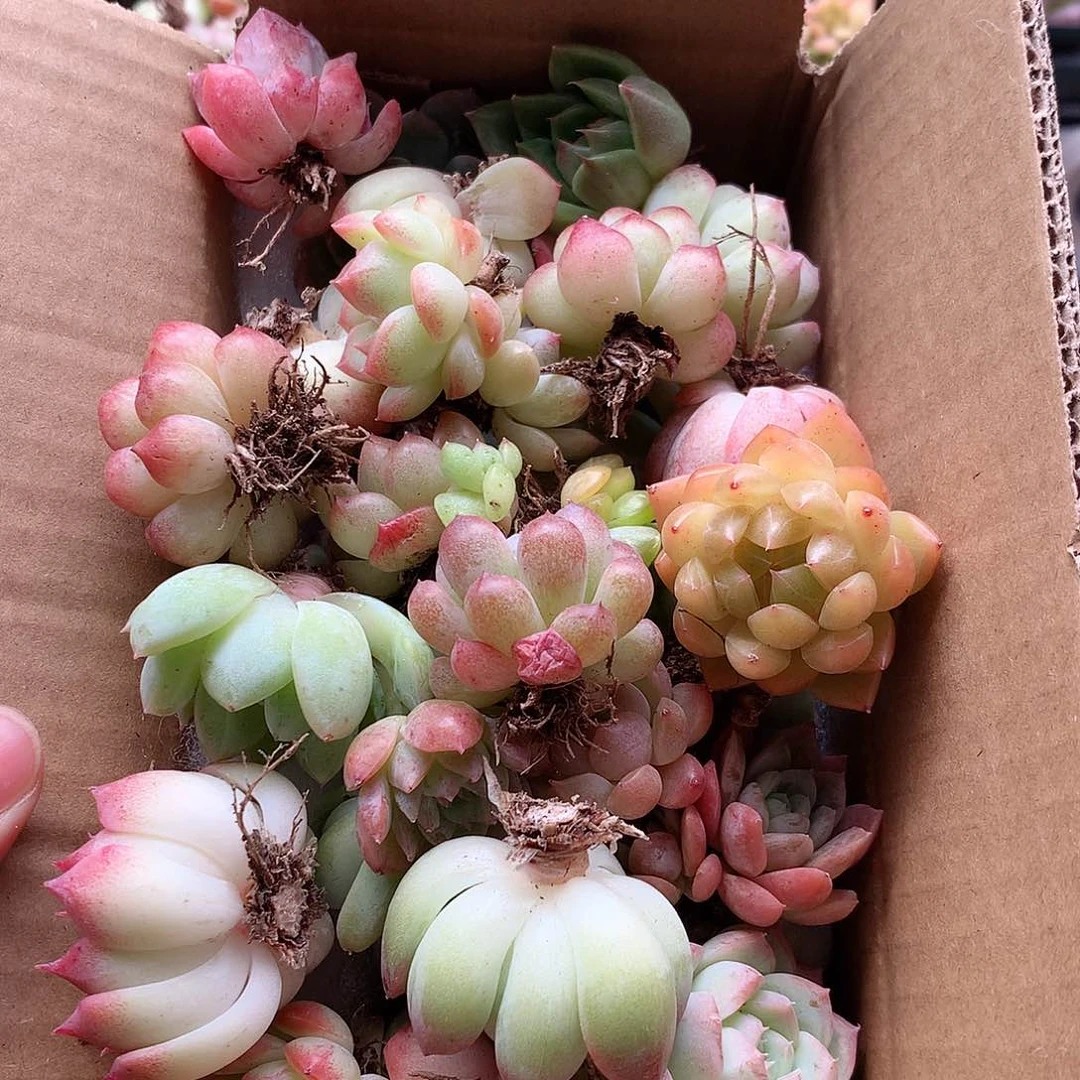 6-114一物一拍脱土20-30颗