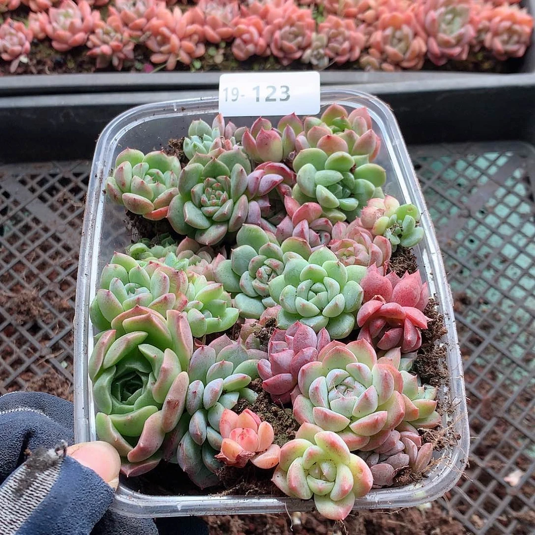 19-123一物一拍切糕