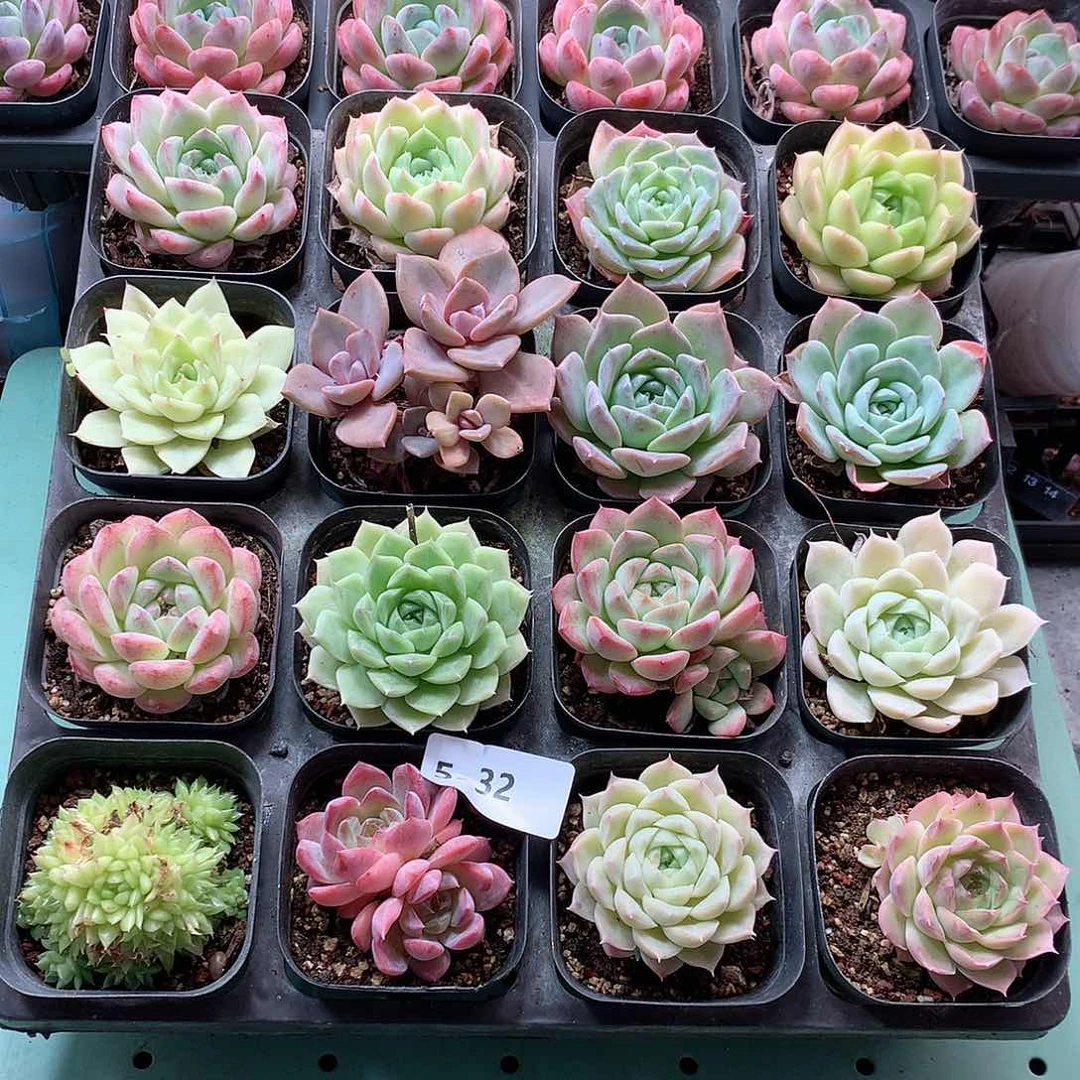 5-32一物一拍带盆16颗