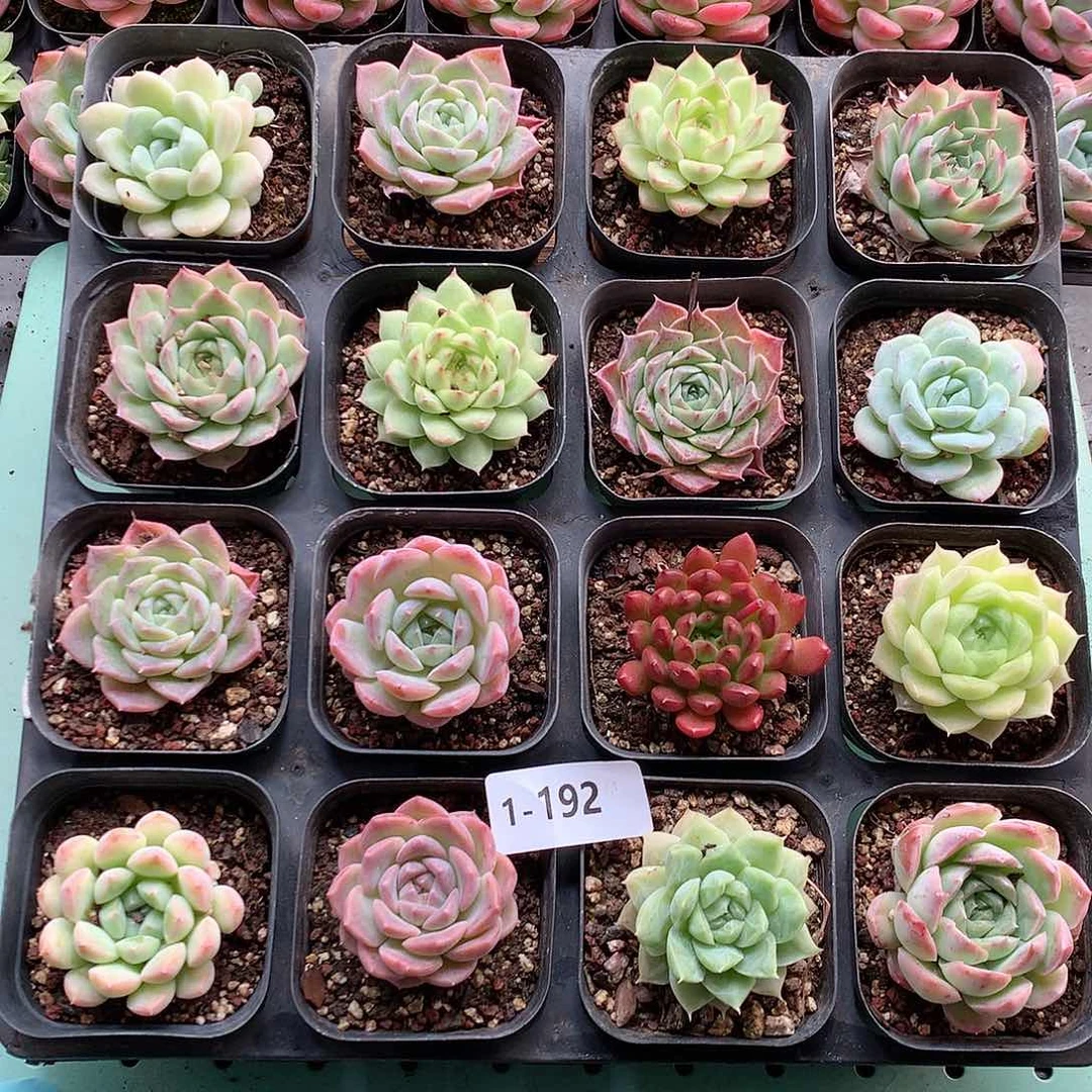 1-192一物一拍带盆16颗