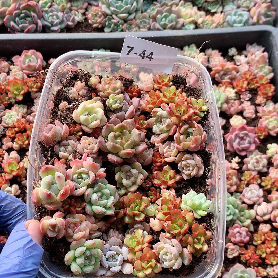 7-44一物一拍切糕