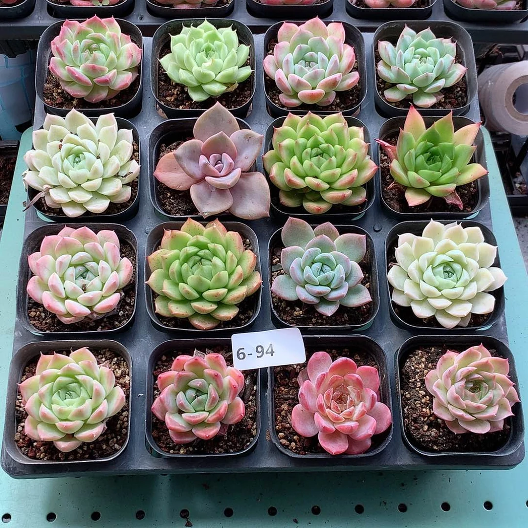 6-94一物一拍带盆16颗