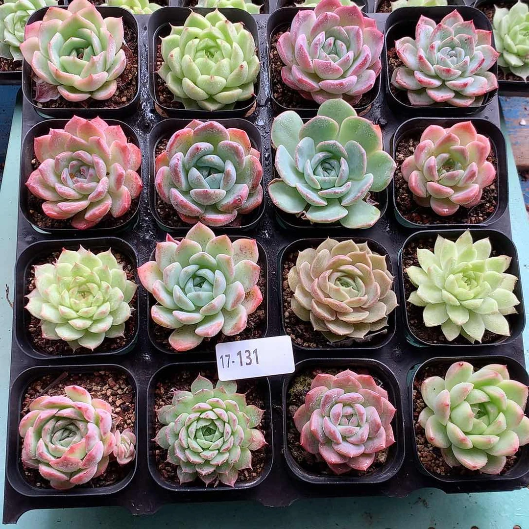 17-131一物一带盆16颗