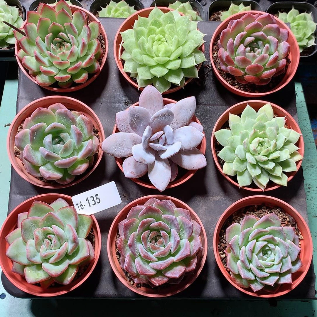 16–135一物一拍带盆9颗