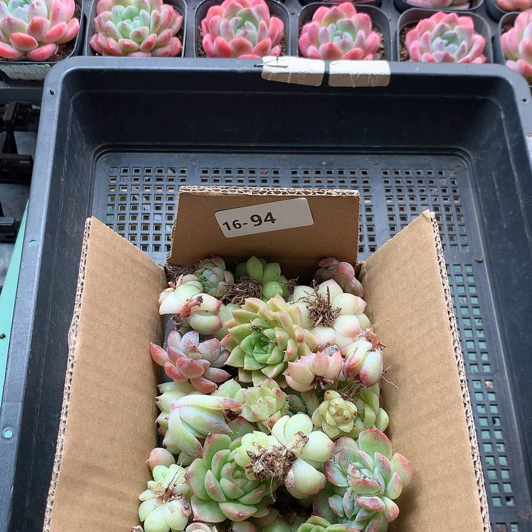 16-94一物一拍脱土20-30颗