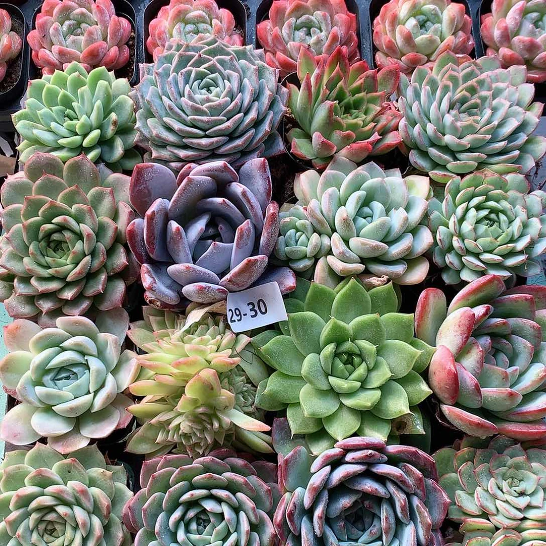 29-30一物一拍16颗带盆