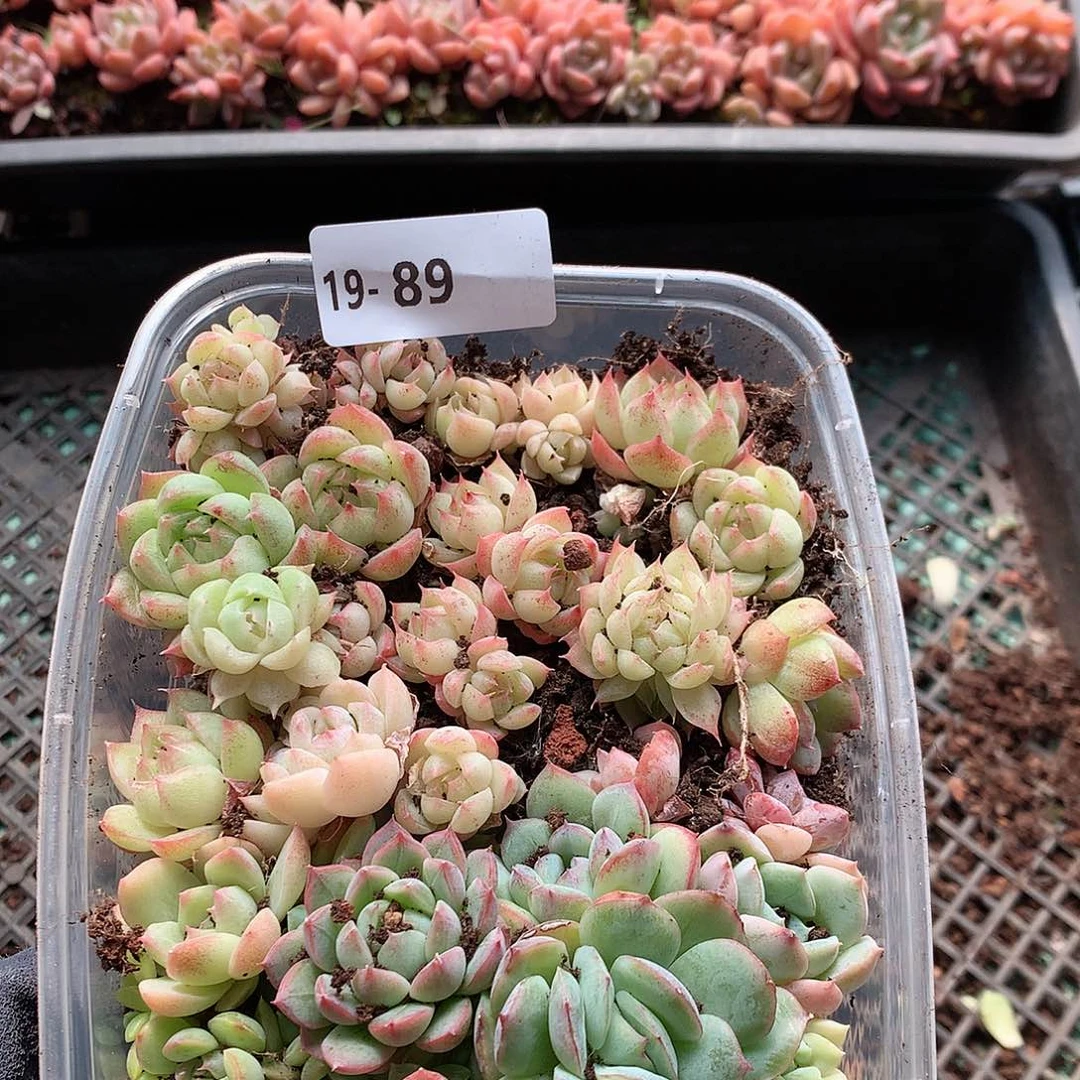 19-89一物一拍切糕