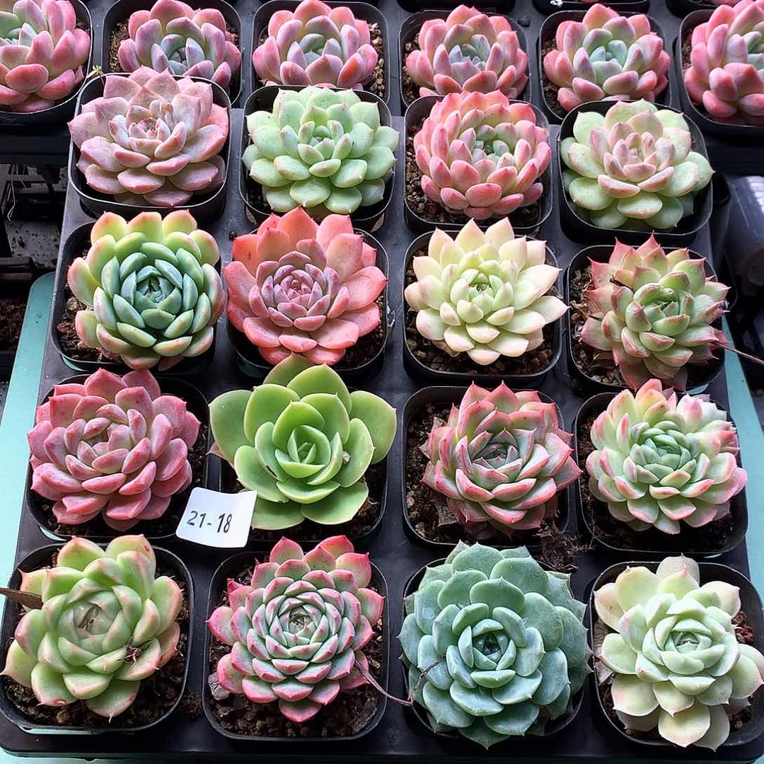 21-18一物一拍带盆16颗