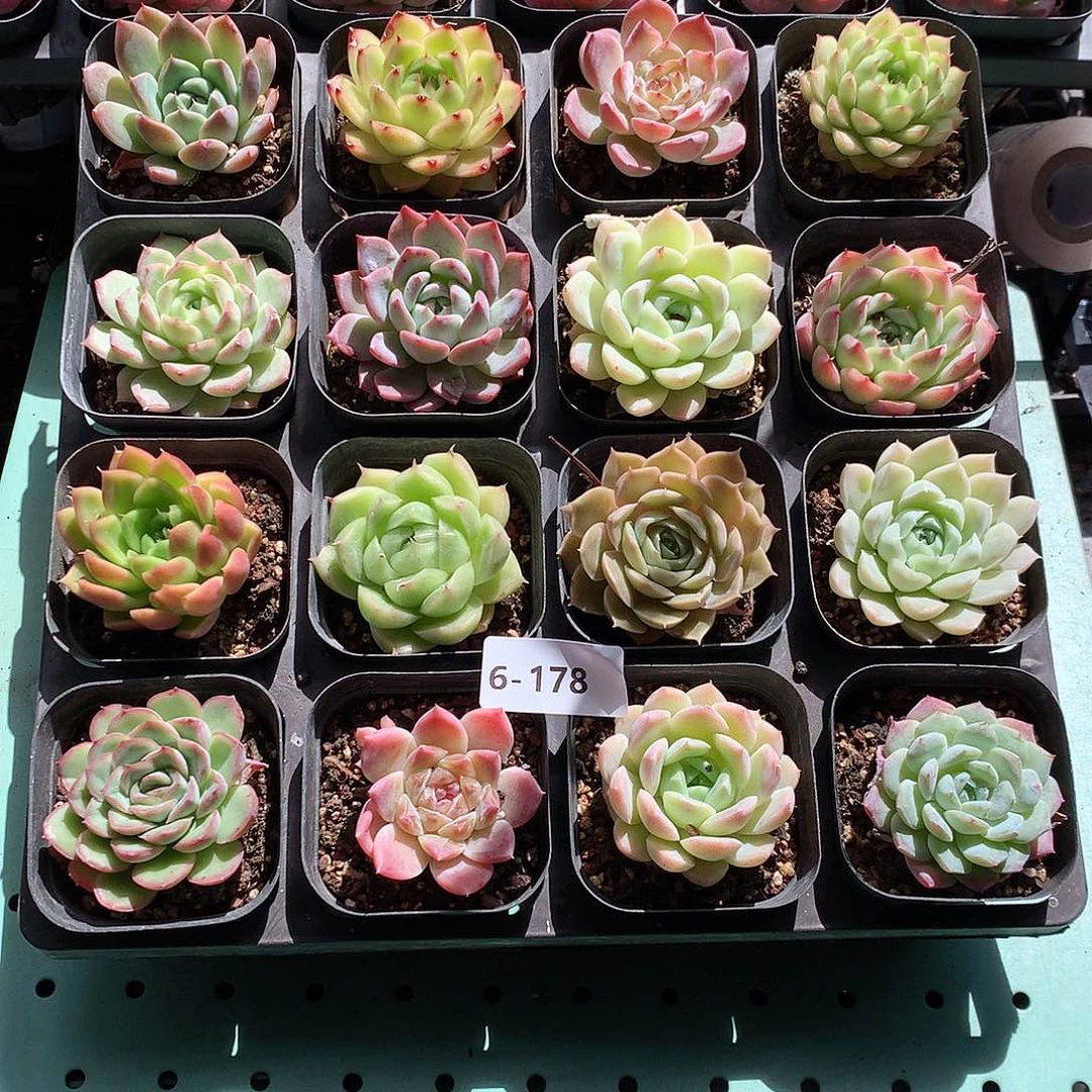 6-178一物一拍带盆16颗