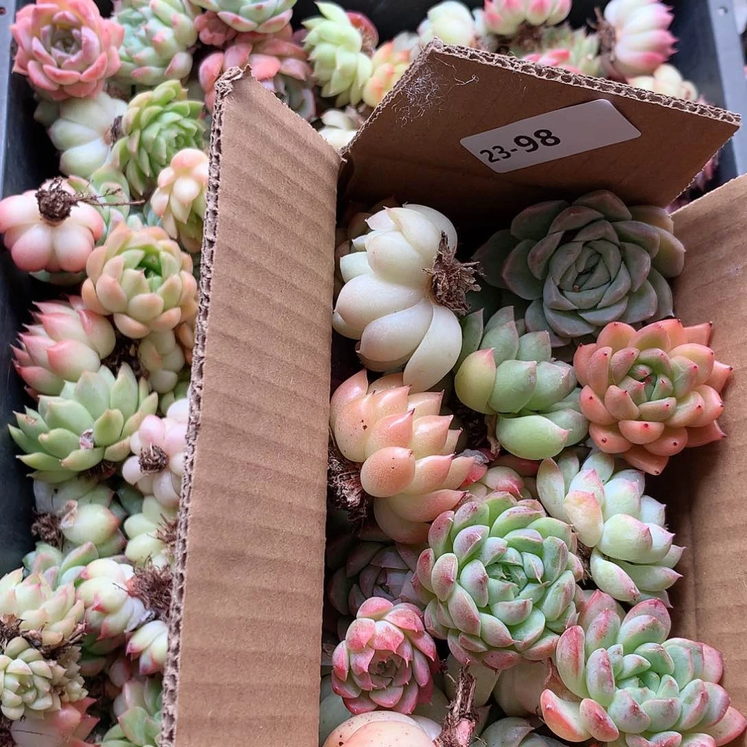 23-98一物一拍脱土20-30颗