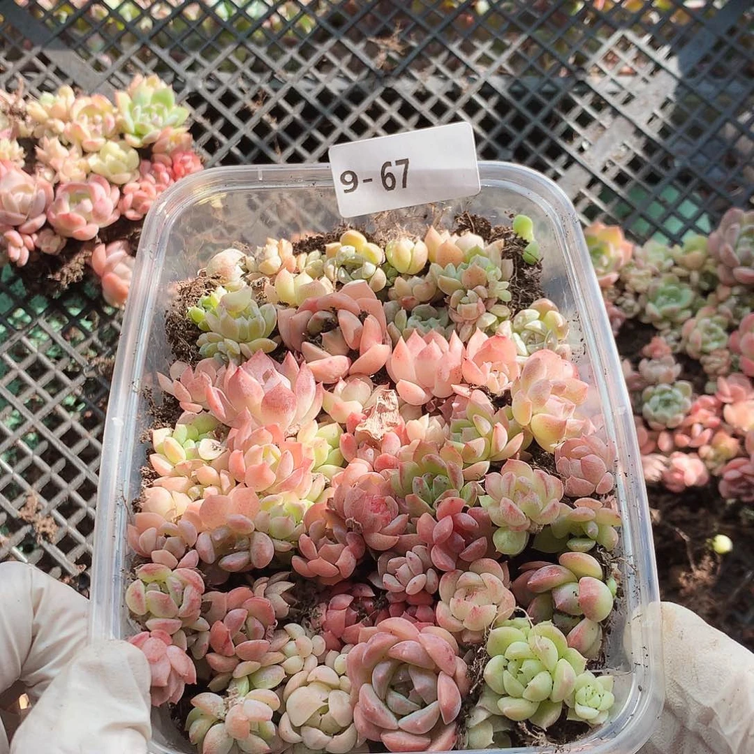 9-67一物一拍切糕