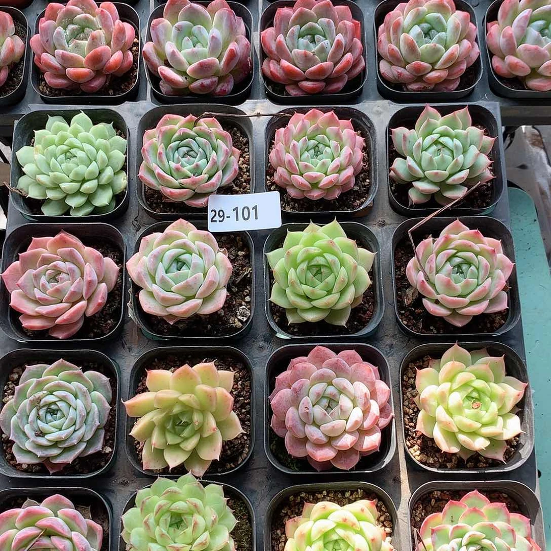 29-101一物一拍16颗