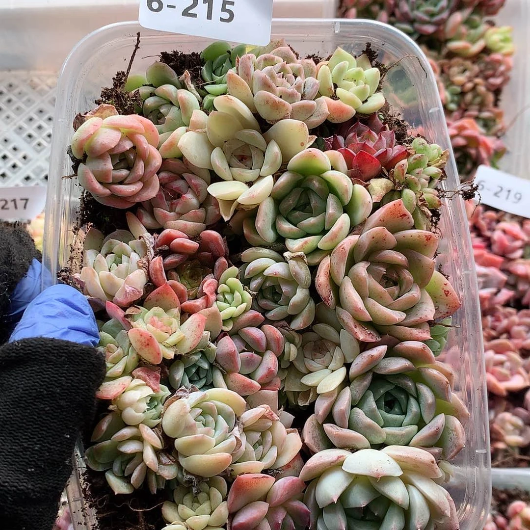 6-215一物一拍切糕