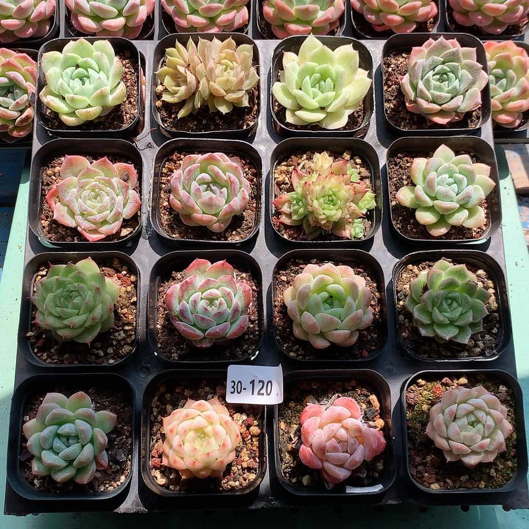 30-120一物一拍带盆16颗