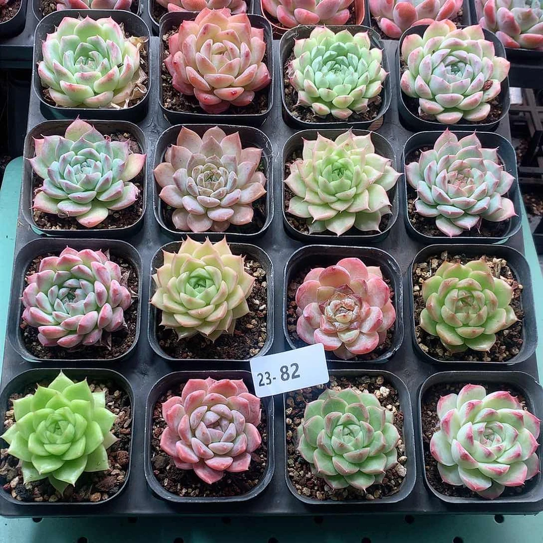 23-82一物一拍带盆16颗