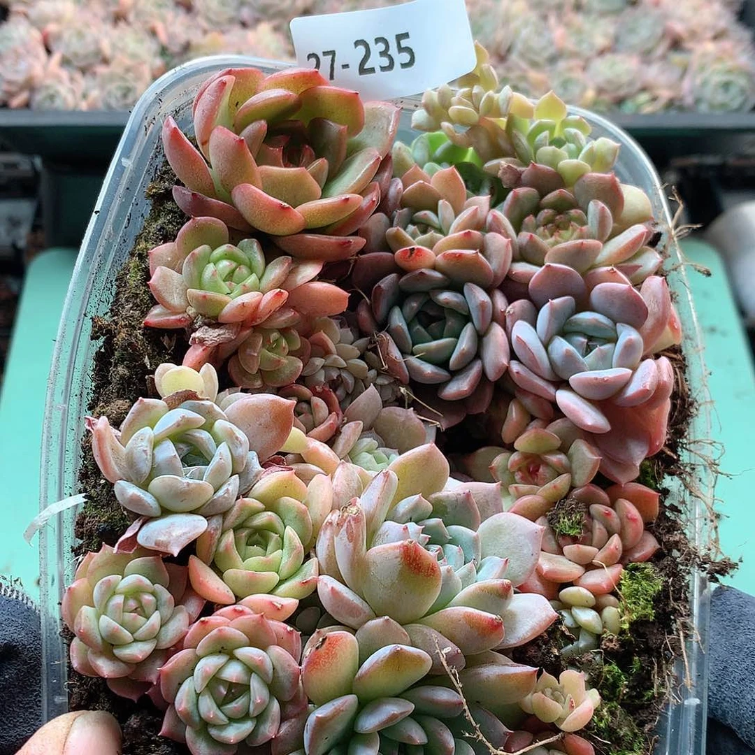 27–235一物一拍切糕