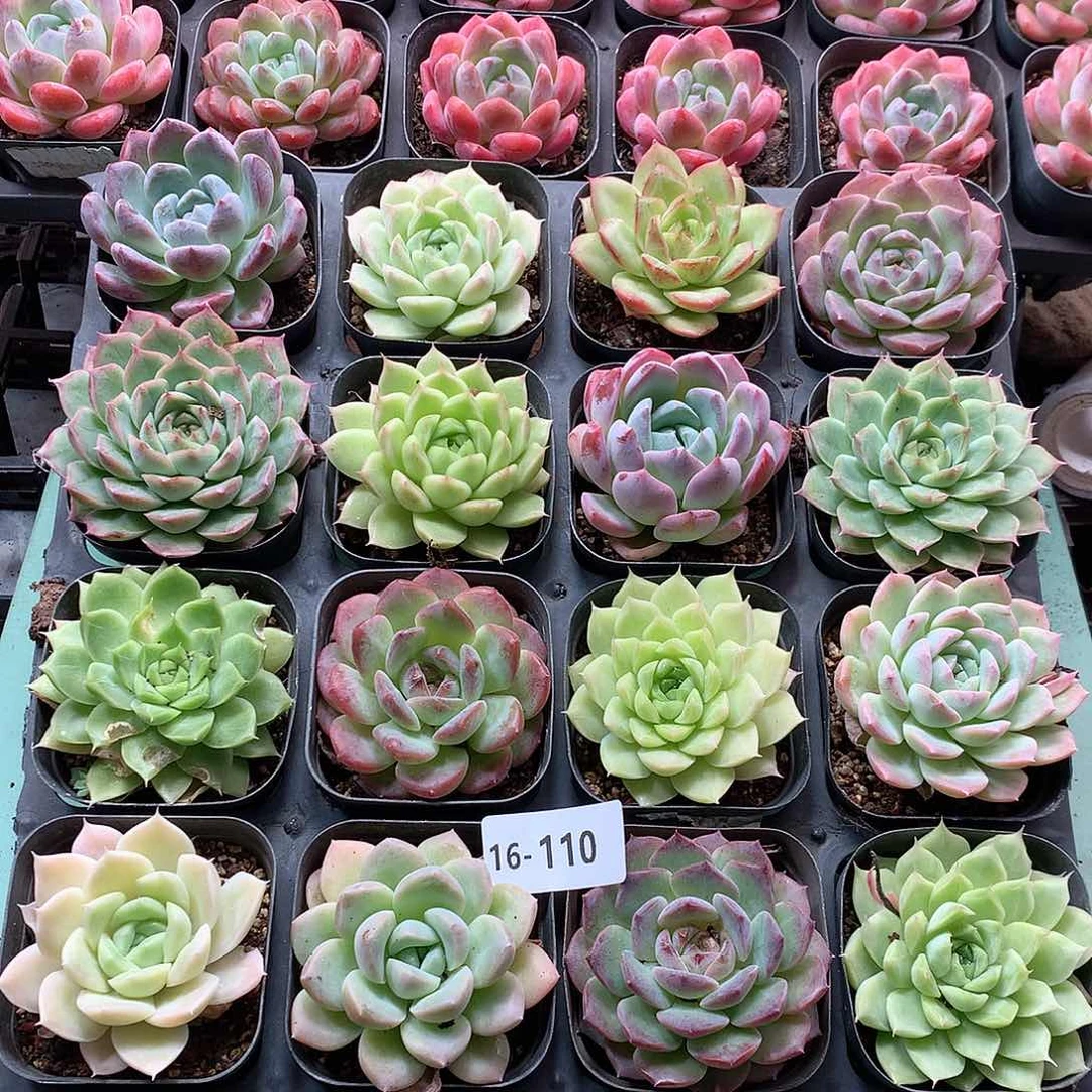 16-110一物一拍带盆16颗