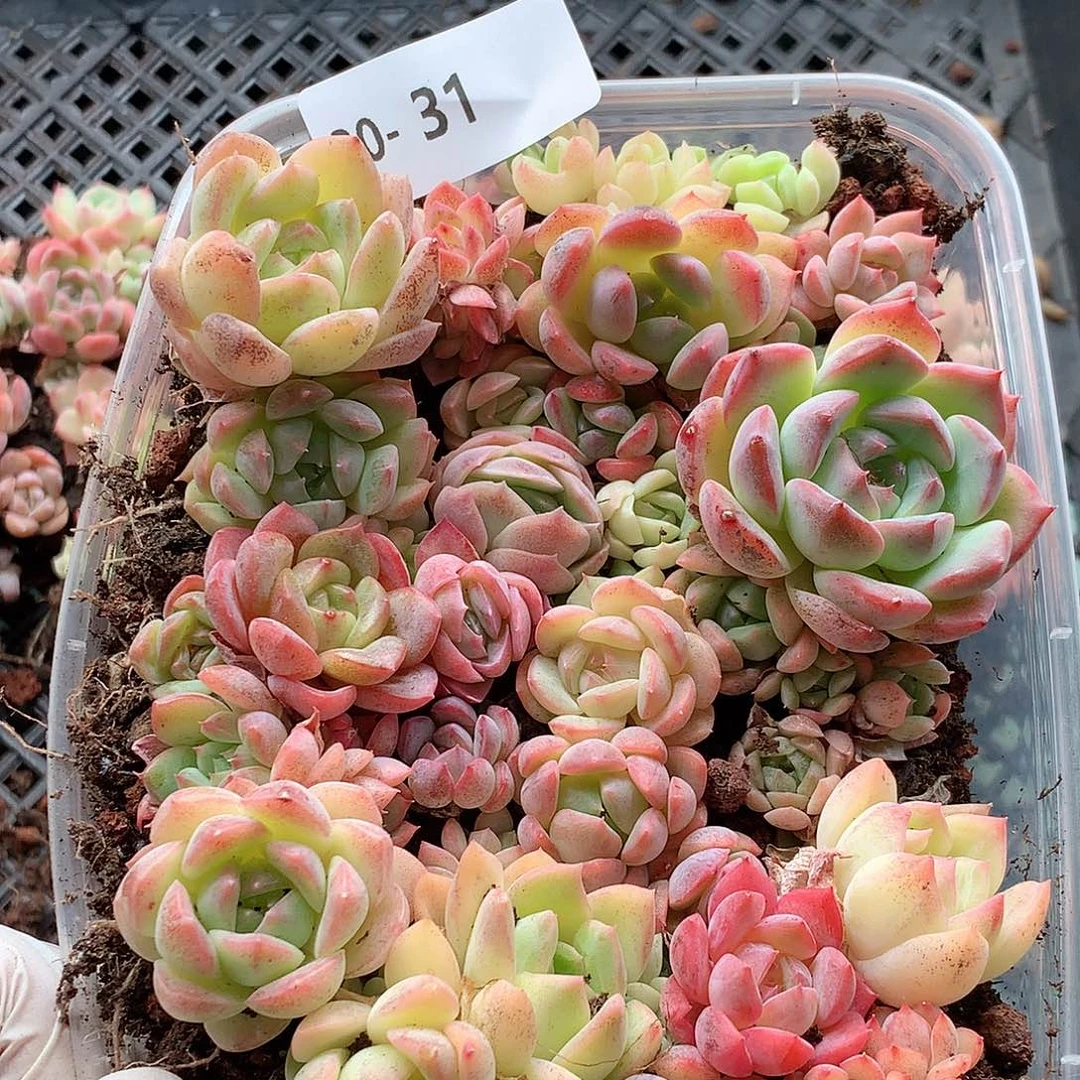 30-31一物一拍切糕
