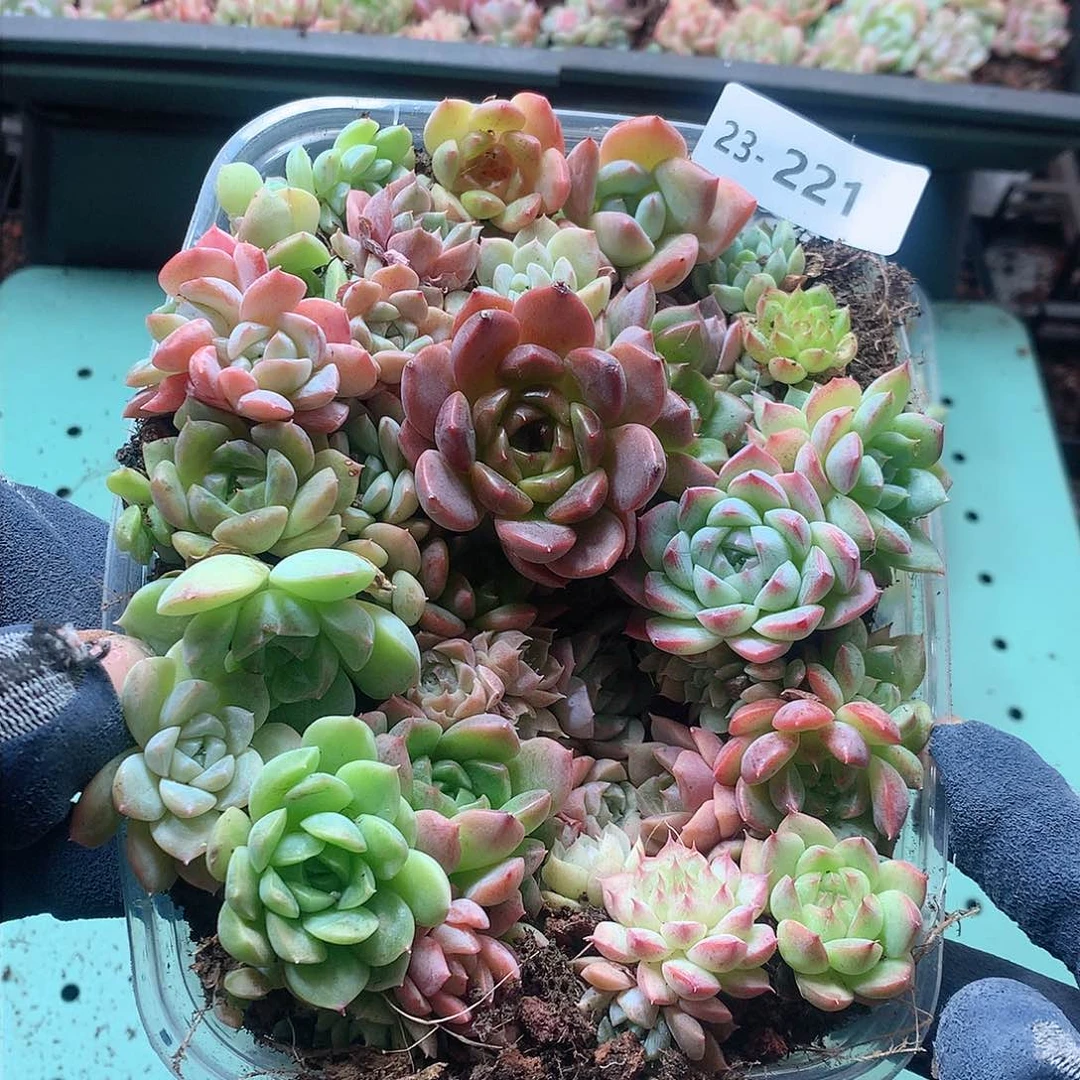 23-221一物一拍切糕