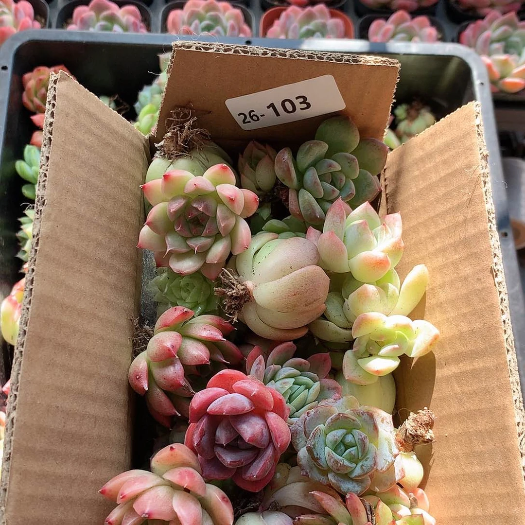 26-103一物一拍脱土20-30颗