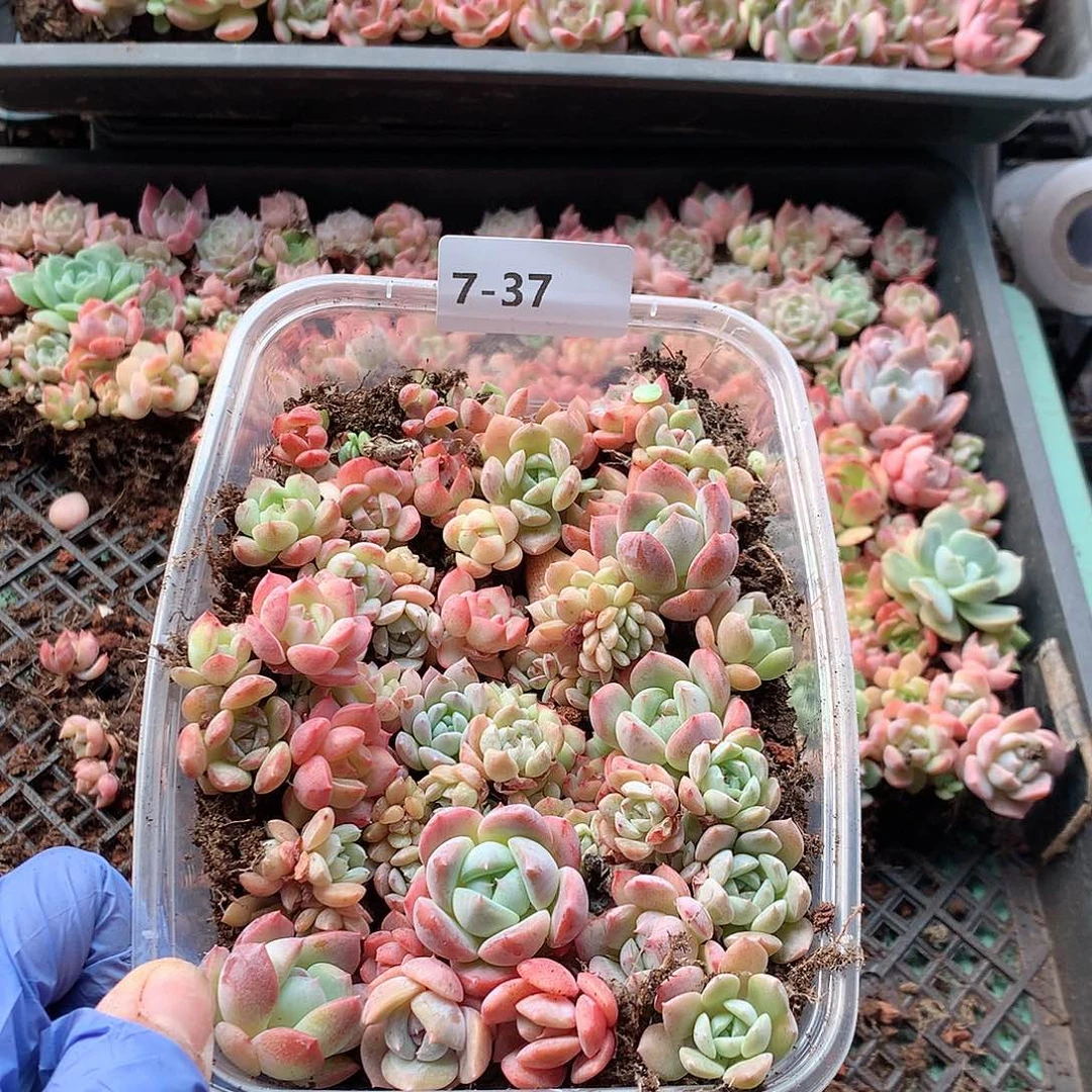 7-37一物一拍切糕