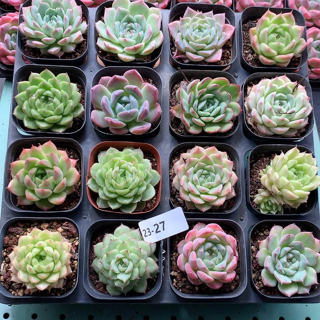 23-27一物一拍带盆16颗