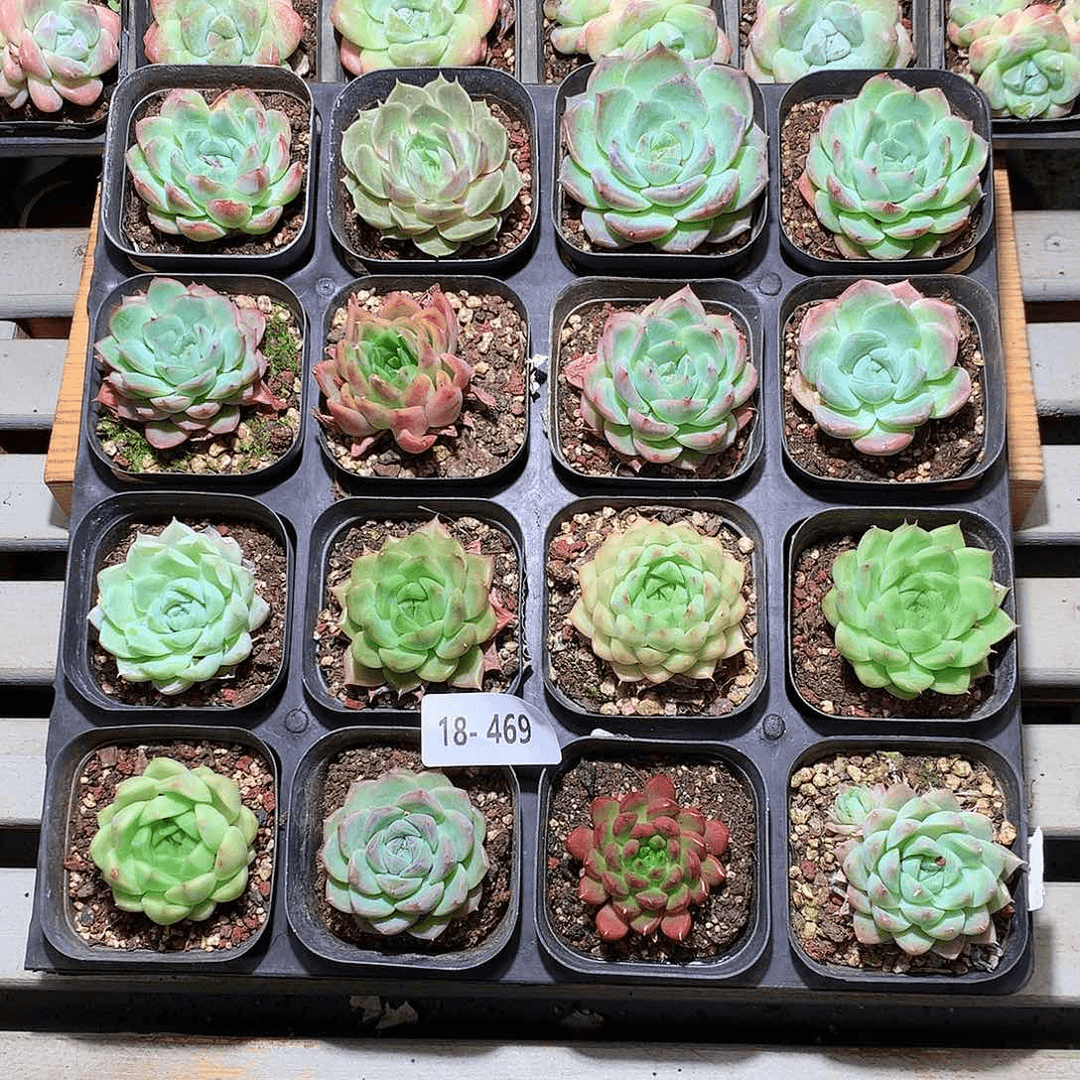 18-469一物一拍带盆16颗