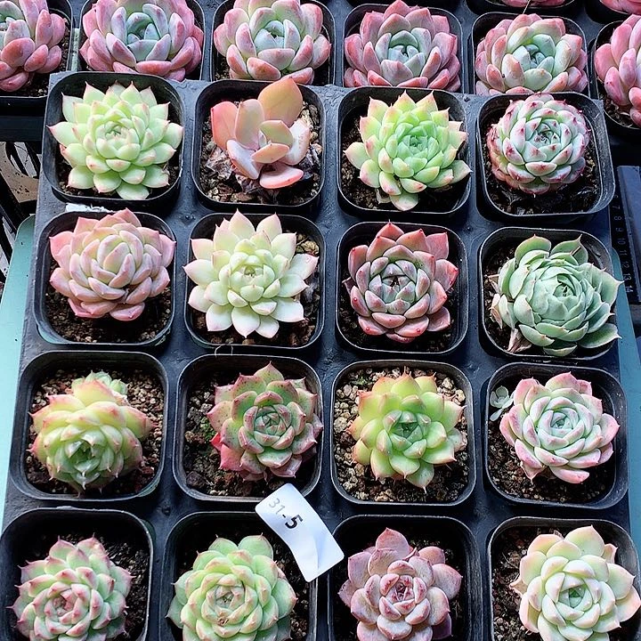 31-5一物一拍带盆16颗