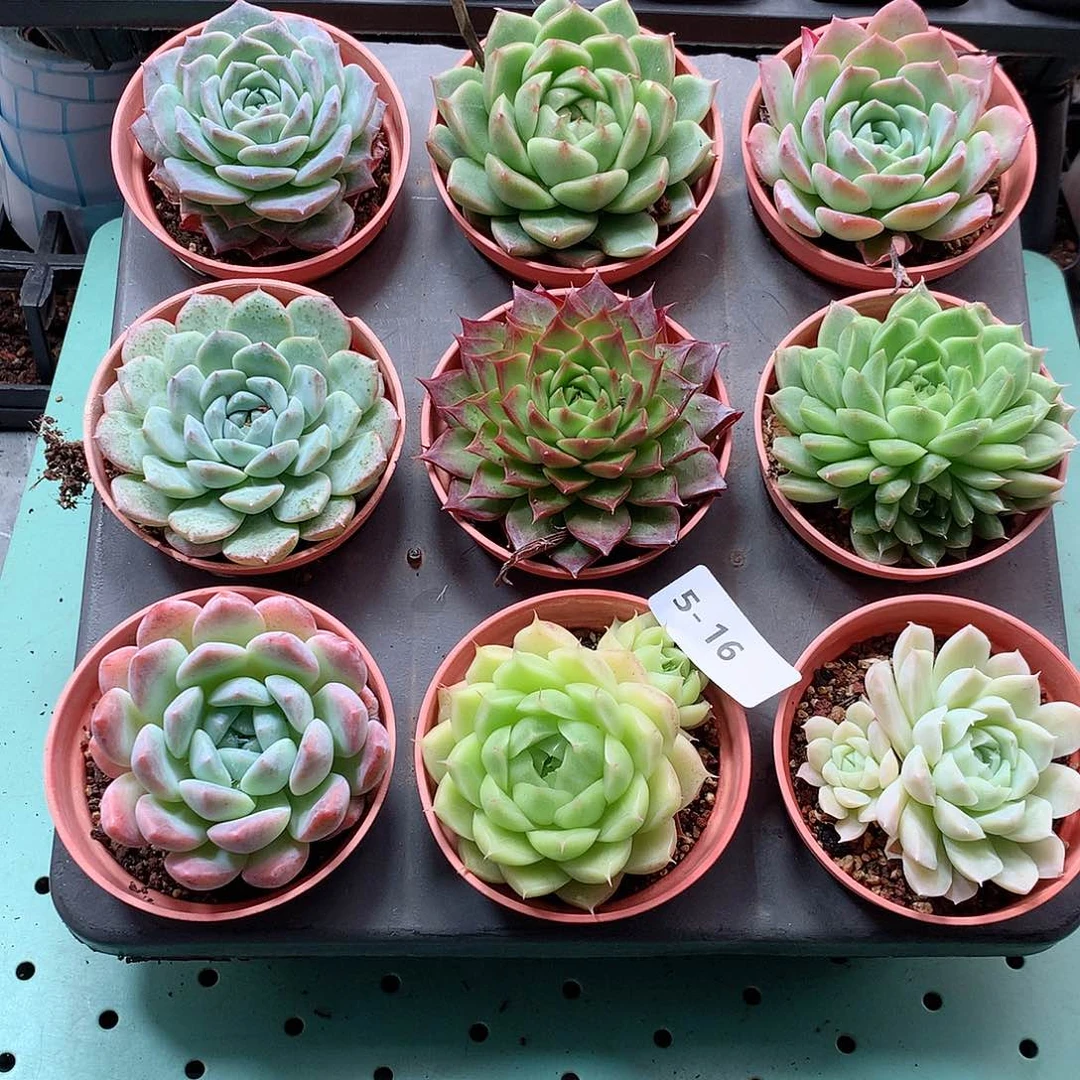 5-16一物一拍带盆9颗