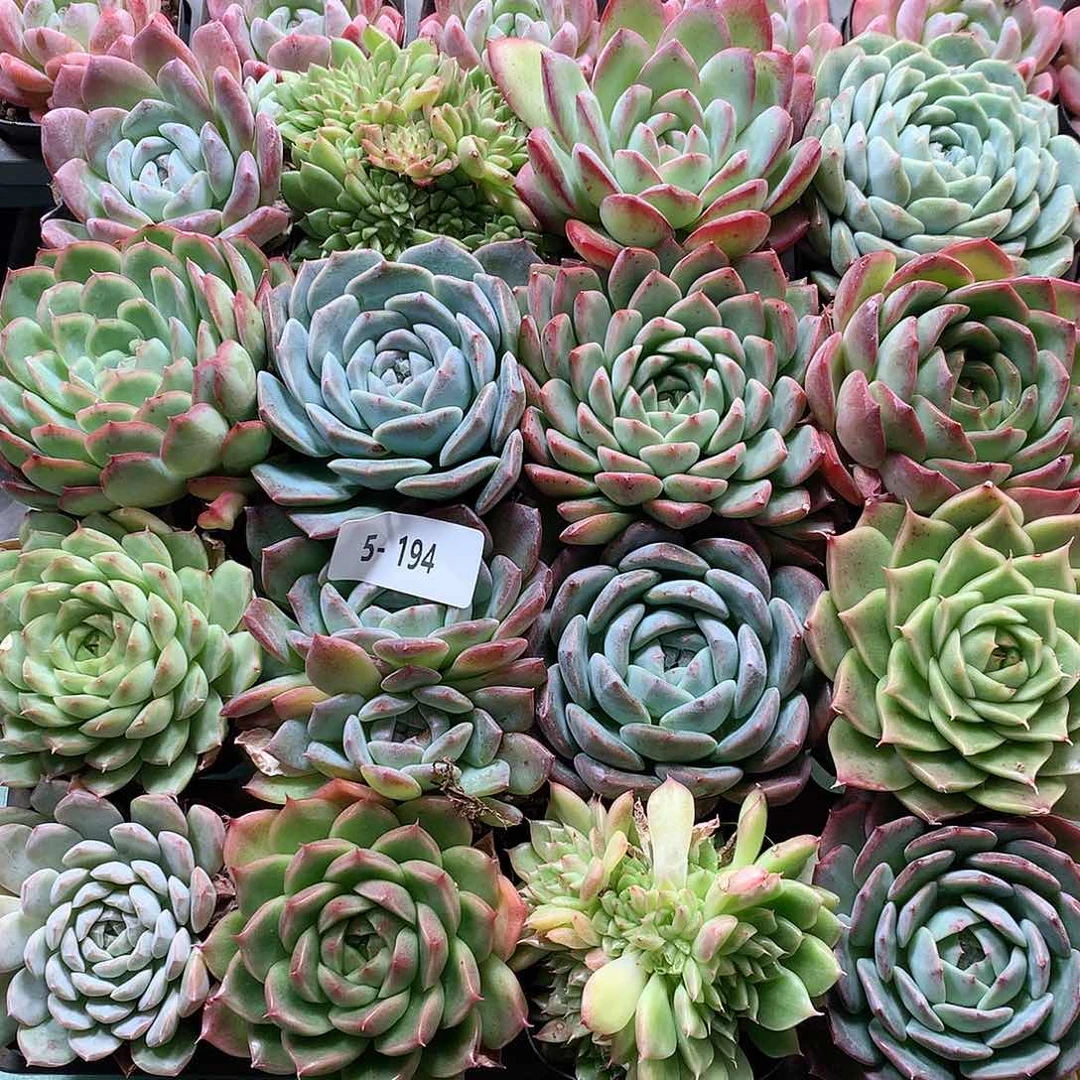 5-194一物一拍带盆16颗