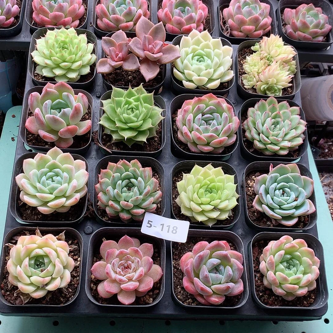 5-118一物一拍带盆16颗