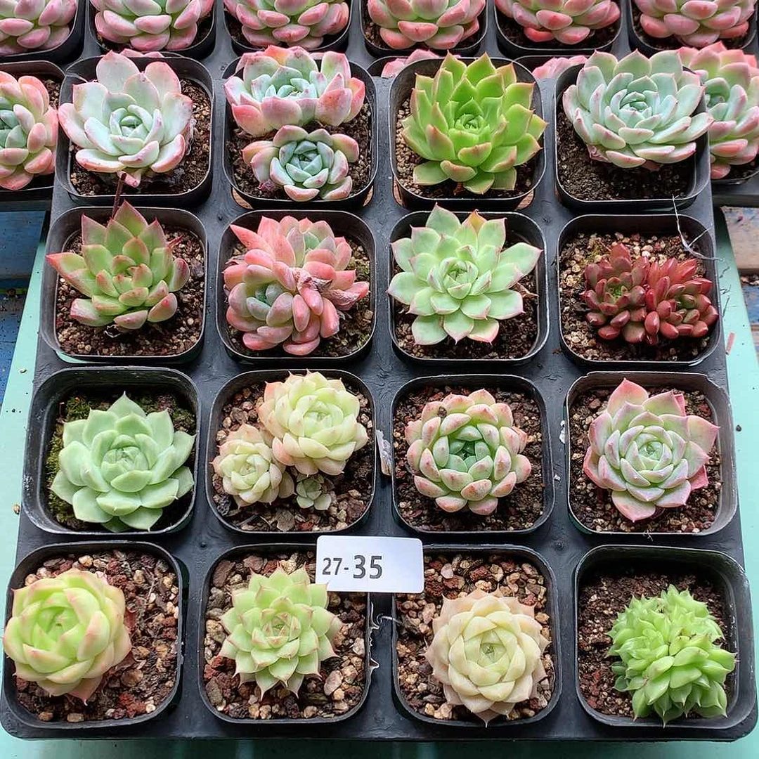 27-35一物一拍带盆16颗