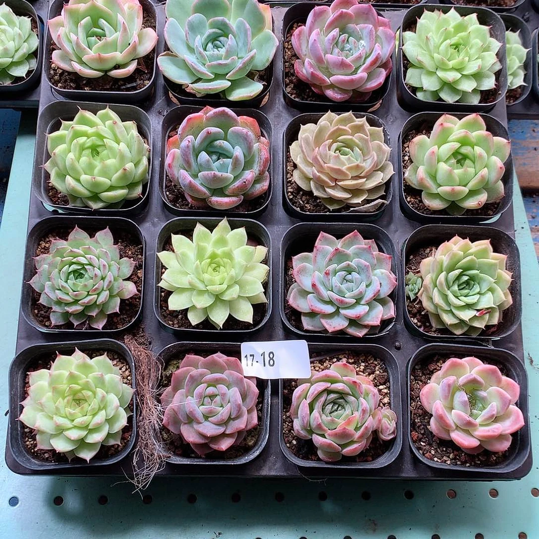 17-18一物一拍带盆16颗
