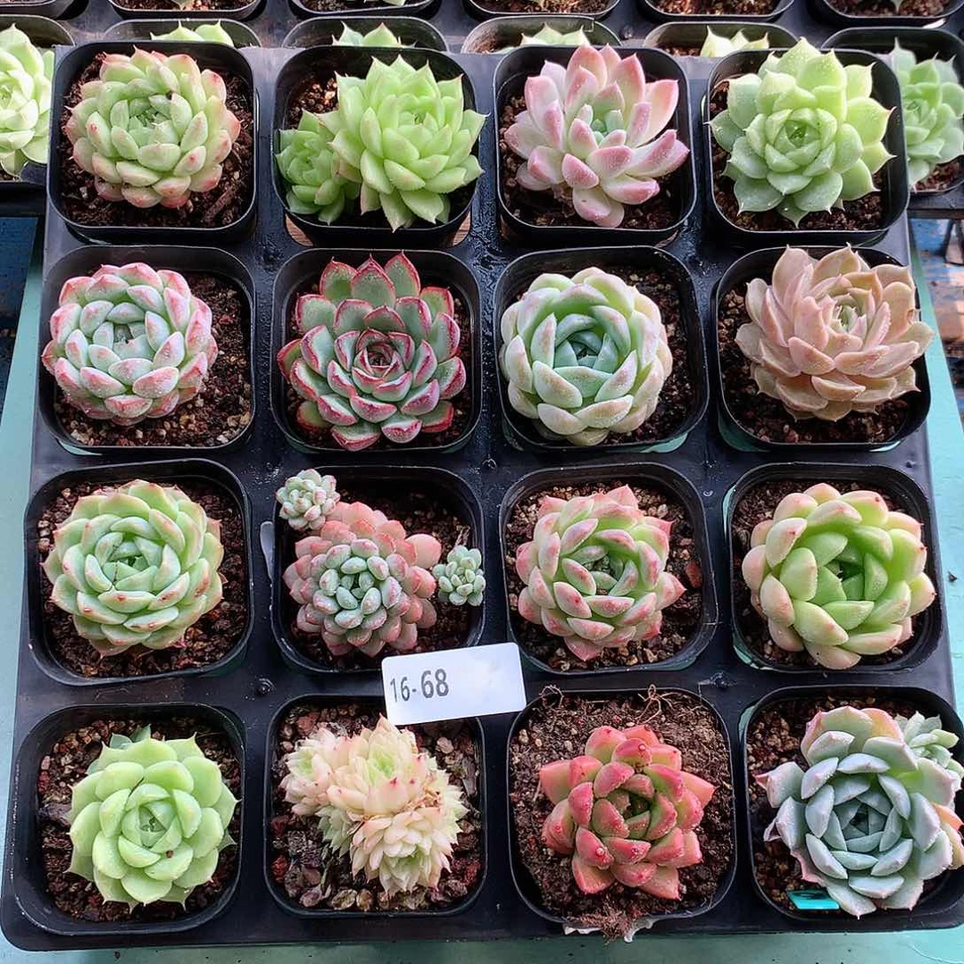 16-68一物一拍带盆16颗