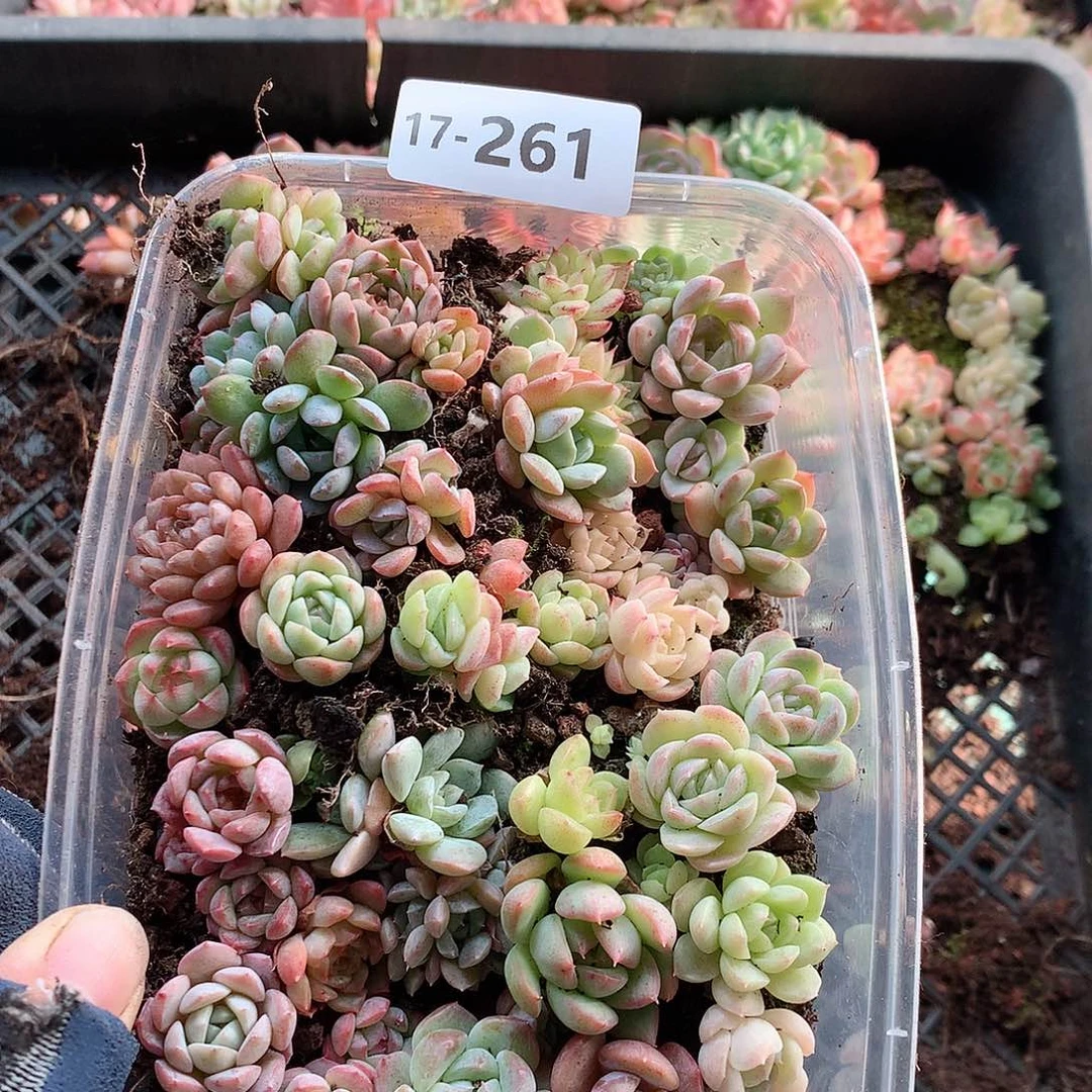 17-261一物一拍切糕