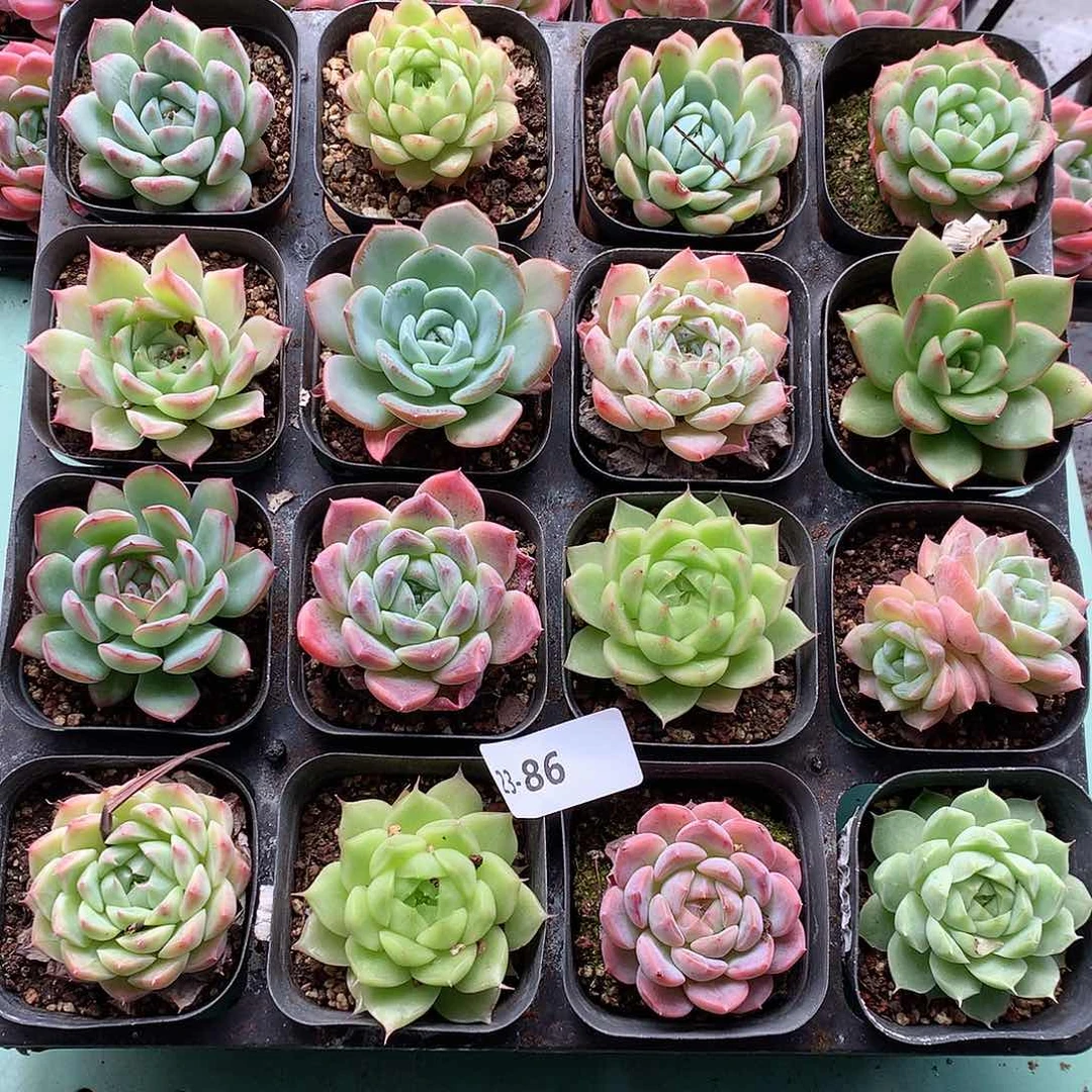 23-86一物一拍带盆16颗