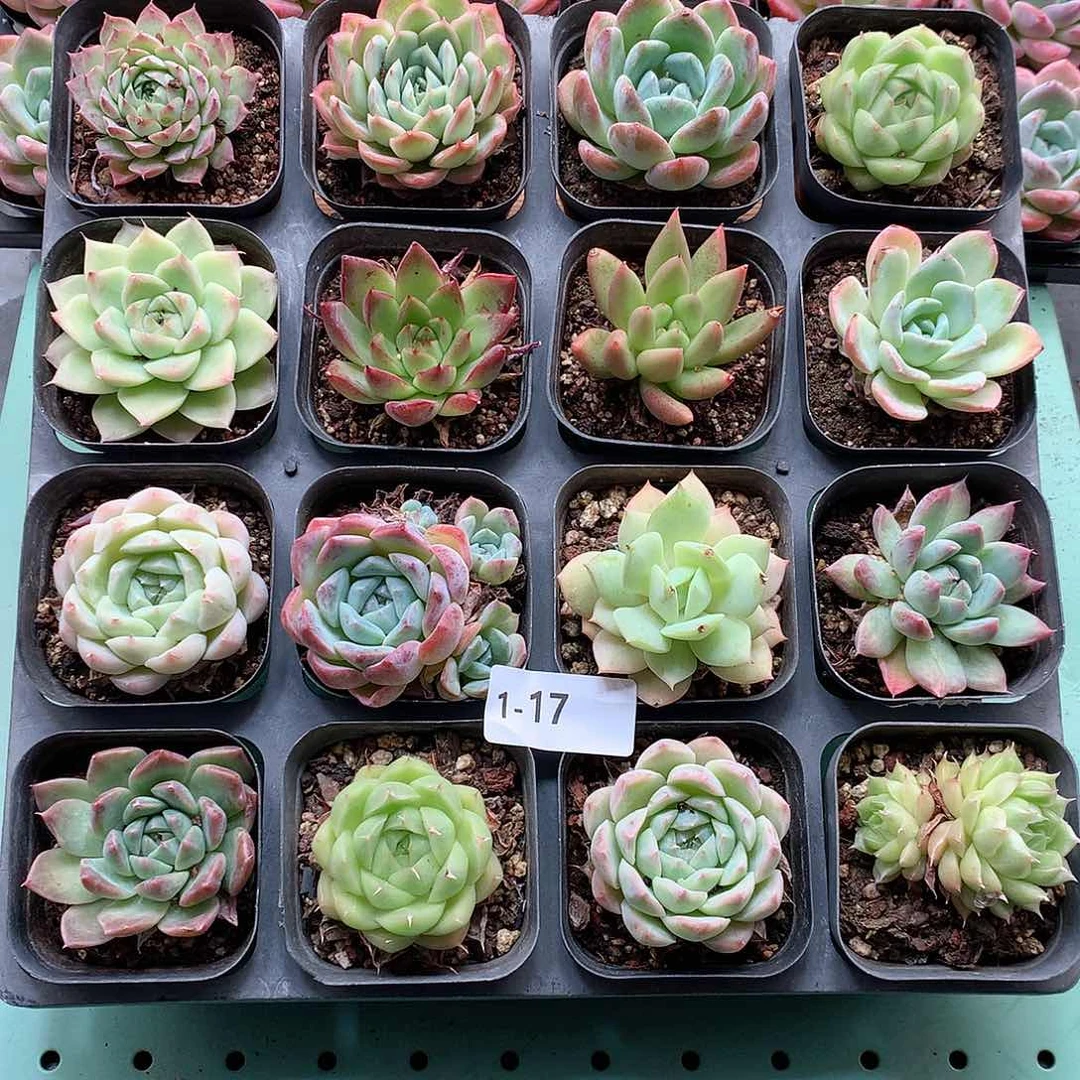 1-17一物一拍带盆16颗