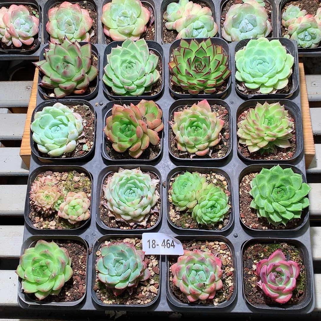 18-464一物一拍带盆16颗