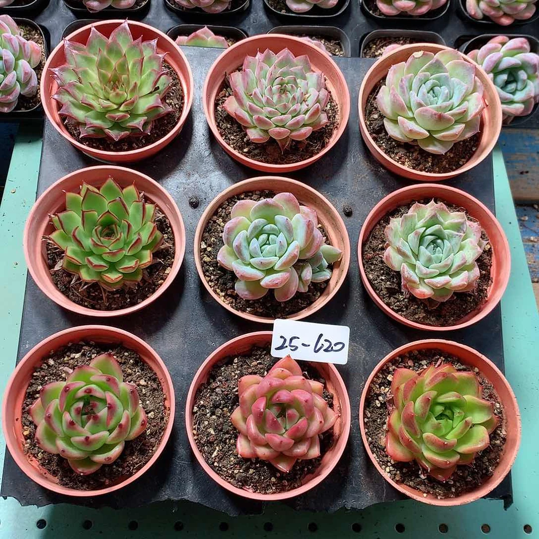 25-620一物一拍带盆9颗